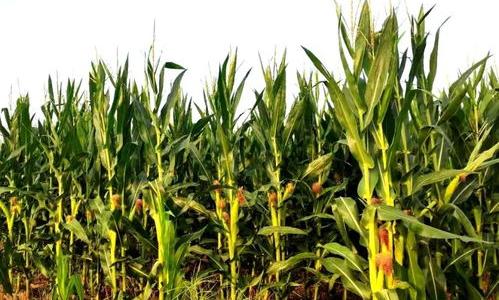 杀虫双的药效是多少天？ 杀虫双的药效和作用对象