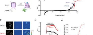 肌无力是怎么回事呢？ 乙酰胆碱酯酶抗体