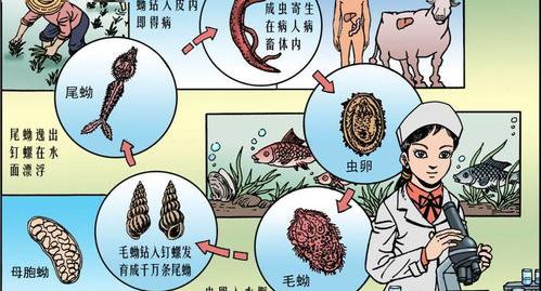 生活在有血吸虫的水里的鱼可以吃么 血吸虫病能活多久