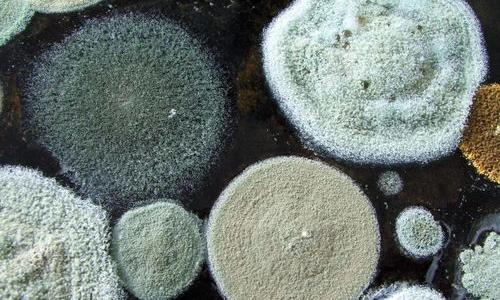 化学武器历史上一共造成了多少伤亡 氯化氢中毒多久死亡