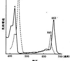 叶绿素a和b的作用有什么不同吗 叶绿素a和叶绿素b含量