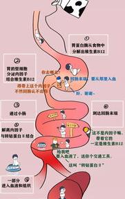 缺乏维生素b有哪些表现？ 维生素b12缺乏的症状