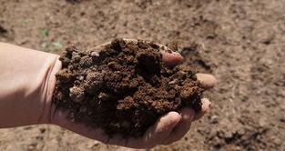 腐植酸是什么东西？有什么作用？ 腐殖酸是什么