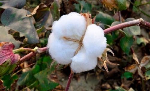 2022年棉花补贴一共能补多少钱？ 2022棉花价格暴涨