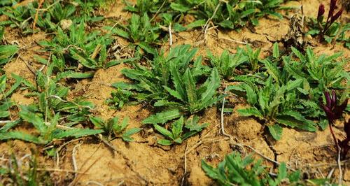 除草剂那种效果最好？ 哪种除草剂除根最强