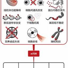mtor信号通路有什么功能？ 雷帕霉素 mtor