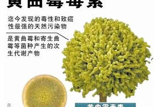 黄曲霉毒素B1的防范措施 黄曲霉毒素b1分解酶的作用