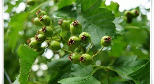 植物提取物属于哪类经营范围？ 植物提取物行业